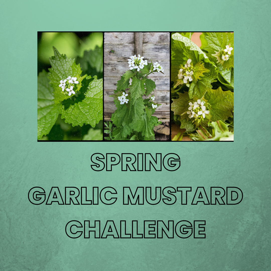 Garlic Mustard Challenge